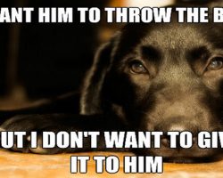 12 Best Labrador Memes of All Time