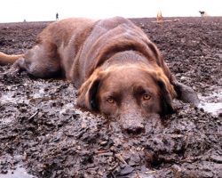 19 Things All Labrador Owners Must Never Forget