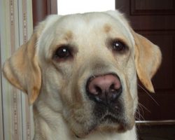 6 Cool Facts About Labrador Retrievers