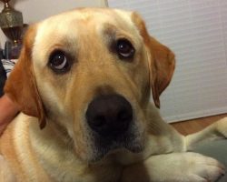 16 Reasons Labradors Are The Worst Indoor Dog Breeds Of All Time