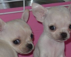 6 Cool Facts About Chihuahuas