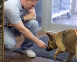 Lost Dog Hasn’t Seen Owner For 7 Months As Cameras Capture Tear-Jerking Moment She Recognizes Him For 1st Time