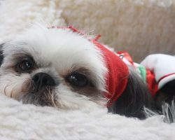 21 Reasons Shih Tzus Are Actually The Worst Dogs To Live With