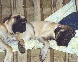 12 Realities That New Mastiff Owners Must Accept