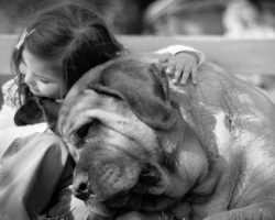 14 Reasons Why You Should Never Own English Mastiffs
