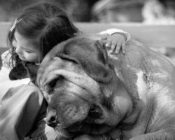 14 Reasons Why You Should Never Own English Mastiffs