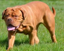 10 Best Mastiff Dog Names