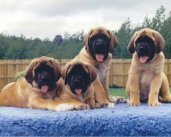 10 Mastiffs That Will Make You Laugh Every Time
