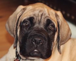 17 Things All Mastiff Owners Must Never Forget