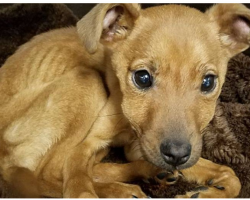Police Officers Discover Puppy So Emaciated They Could See Every Bone In Her Tiny Body