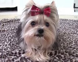 Adorable Yorkshire Terrier Spreads Joy Performing Tricks