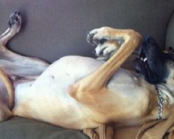 12 Hilarious Photos That Prove Great Danes Can Sleep Absolutely Anywhere