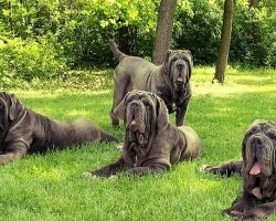 6 Problems Only Mastiff Owners Will Understand