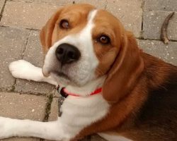 10 Best Beagle Dog Names
