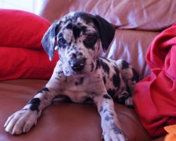 10 Best Great Dane Dog Names