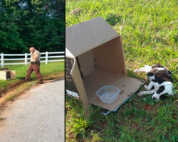 Officer Spots 10-Week-Old Puppy — In A Box By The Road