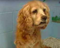 15-Year-Old Dog Cries When Her Family Leaves Her Behind To Bring Home A Younger Dog