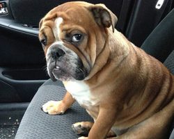 Priceless Photos Of Pets Realizing That They’re Going To The Vet
