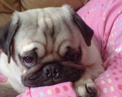 10 Unbelievable Facts You Didn’t Know About Pugs