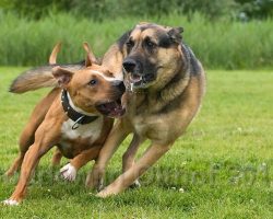 World’s Most Dangerous Dogs: German Shepherd VS Pit bull?