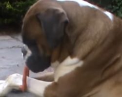 Alfie the Boxer Dog Struggles With Toy