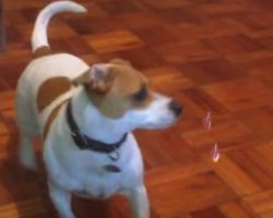Jack Russell Frightened By Floating Bubbles