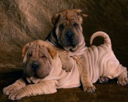 16 Reasons Shar Peis Are Not The Friendly Dogs Everyone Says They Are