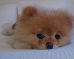 6 Problems Only Pomeranian Owners Will Understand