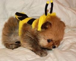 10 Costumes That Prove Pomeranians Always Win At Halloween