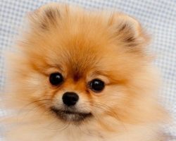 Top 10 Things Pomeranians Don’t Like