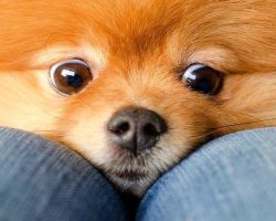 12 Reasons Why No One Should Ever Have Pomeranians