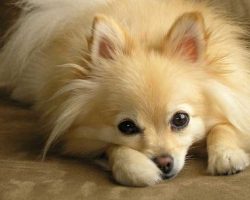 16 Reasons Pomeranians Are Not The Friendly Dogs Everyone Says They Are