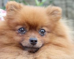 16 Things All Pomeranian Owners Must Never Forget