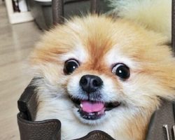14 Reasons Pomeranians Are The Worst Indoor Dog Breeds Of All Time