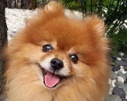12 Things That Make Pomeranians Happy