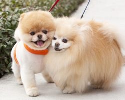 14 Signs You Are A Crazy Pomeranian Person