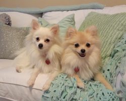 12 Realities That New Pomeranian Owners Must Accept