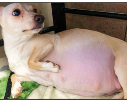 Foster Mom Worried About Chihuahua’s Big Belly, Then Wakes Up To Record-Breaking Gift
