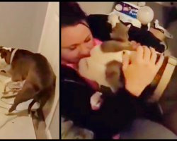 Woman Adopts Pregnant Pit Bull. When The Puppies Are Born, She Gets a Heartwarming Surprise
