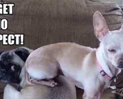 12 Best Chihuahua Memes of All Time