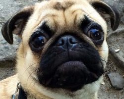 14 Things Pugs Do That Drive Us Nuts