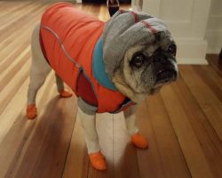 10 Pugs Who Demand To Be Taken Seriously