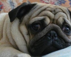 Top 10 Things Pugs Don’t Like