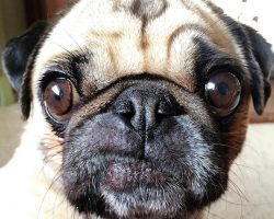 19 Reasons Pugs Are Actually The Worst Dogs To Live With