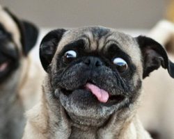 The 14 Most Ridiculous Pug Pictures Ever