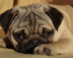 70 Most Popular Pug Dog Names