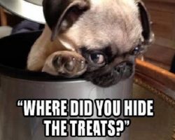 18 Best Pug Memes of All Time