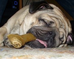 18 Hilarious Photos That Prove Pugs Can Sleep Absolutely Anywhere