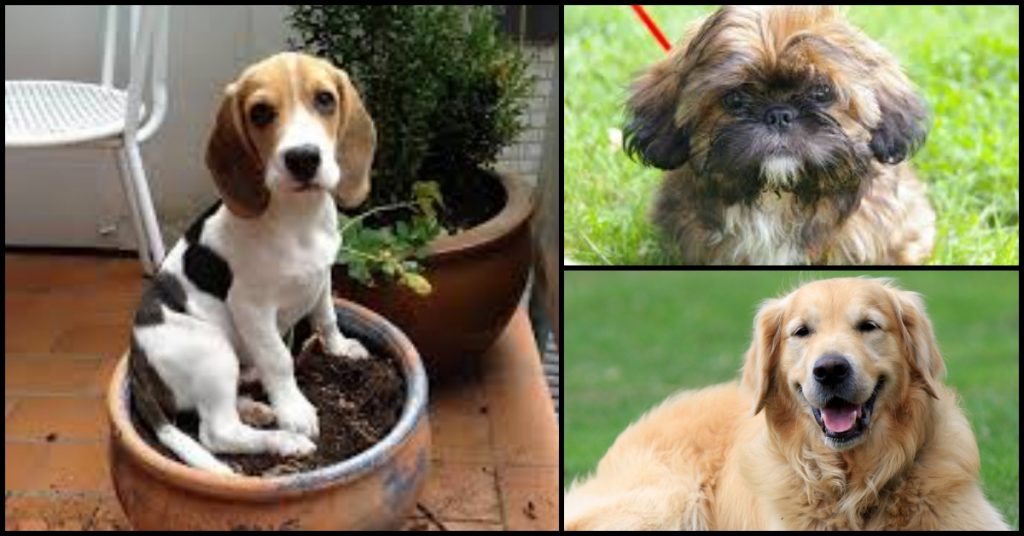 8 Dog Breeds That Look And Act Like Puppies The Longest