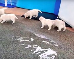 8 Golden Retriever Puppies Go To The Pool For The First Time And They Know Exactly What To Do